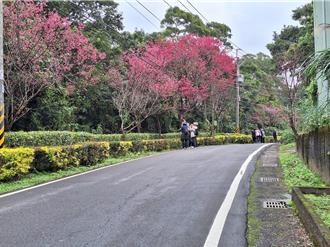 新北淡水三芝櫻花盛 滬尾大道、三生步道成打卡熱點