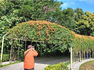 花都開好了！春季限定炮仗花祕境推薦 捷運就能到