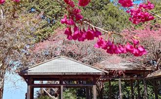 228連假去武陵農場賞櫻 延長交管資訊出爐