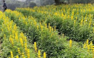 桃園魯冰花季2／28登場 龍潭區交管出爐 接駁車服務上陣