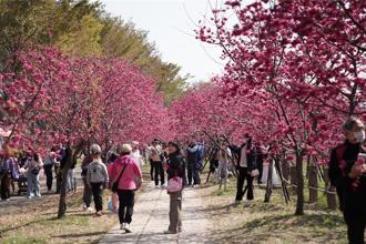 中科后里園區櫻花盛開    科技大廠開放免費停車迎賞櫻車潮