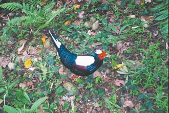 南投 废轮胎＋木桩 九九峰防砂顾生态