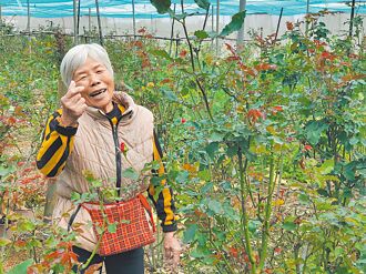 虎尾自助玫瑰園 1支10元做健康的