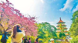 追櫻嬉春 浪漫花時間