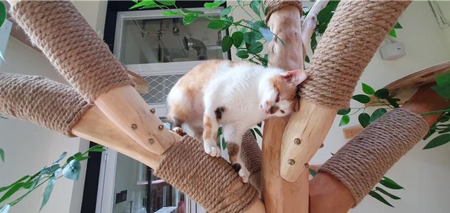 新北首座猫咪室内乐园设在板桥动物之家生命教育园区，预计年底前完工。（图／新北市动保处）