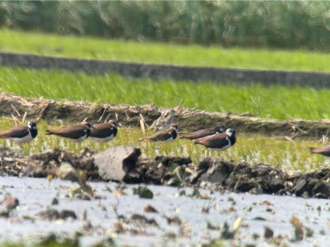  等待地瓜焢熟之际，池沛玲带领家长及孩子们以单筒观察附近的小辫鸻。（周丽兰摄）