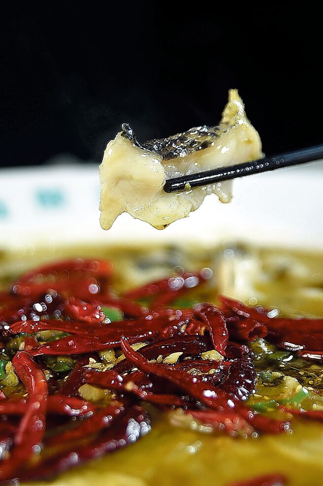 「狂一鍋酸菜魚」的烏鱧魚片，口感彈Q滑嫩。圖／姚舜．樂多多集團