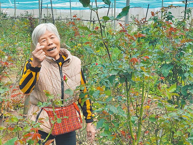 云林县虎尾自助玫瑰园女主人陈三枝，高龄82岁，照顾玫瑰园近30年，十分乐天也十分健谈。（周丽兰摄）