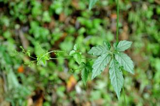 林下經濟再添新品項 「竹笙、絞股藍、臺灣白及」為地方特色產業注入新活水