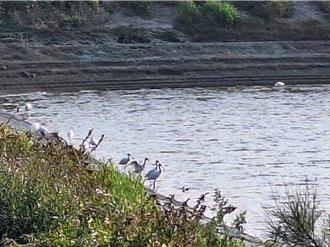 北門魚塭驚見50多隻黑琵現蹤 目擊者推測與它有關