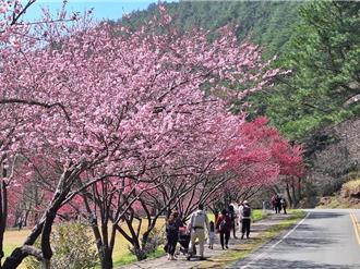 赏樱注意！武陵樱花季交管延长至3月2日 管制规定看这里