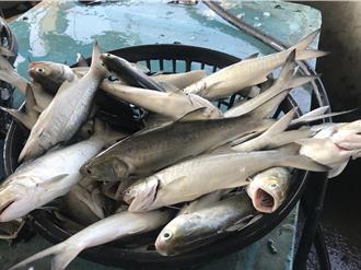 4男潛入私人魚塭偷釣魚慘了 7條午仔魚的代價「47萬」