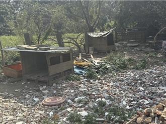 觀音民宅非法繁殖逾20隻土狗   動保處重罰近25萬元