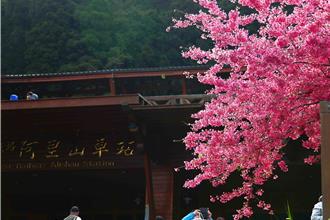林鐵重新復駛首個花季 3月中下旬31種櫻花齊綻放