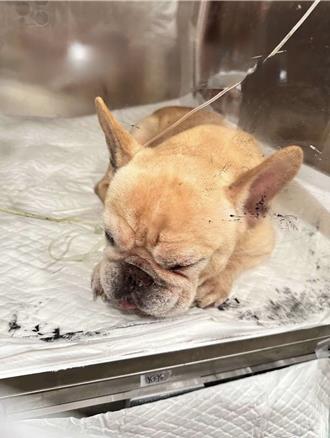 宜兰男看不顺眼友人「法斗」竟强灌除草剂    饲主批：太恶劣