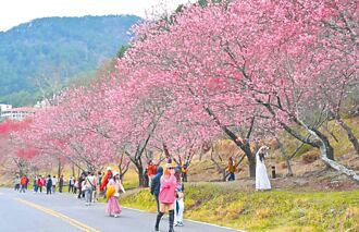 武陵農場賞櫻趣 228連假交管