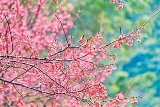 雲仙樂園掀緋紅浪漫