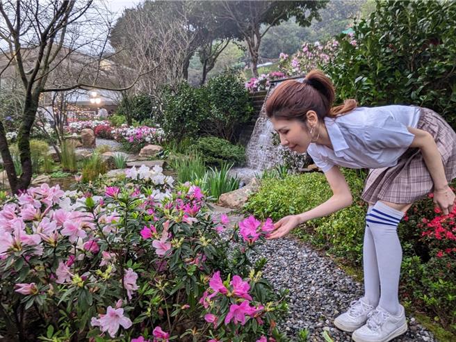 2025万金杜鹃花展将于27日开展 3月8日将于万里展区首办「花花竞走」活动，号召民眾以杜鹃花为主题装扮，参与竞走活动。（新北市农业局提供）