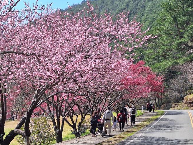 雪霸国家公园武陵樱花正值盛开，为应下周228连续假期，雪管处等决定延后交通管制至3月2日。（雪管处提供／谢明俊苗栗传真）