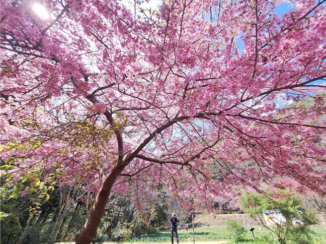 雪霸国家公园武陵樱花正值盛开，为应下周228连续假期，雪管处等决定延后交通管制至3月2日。（雪管处提供／谢明俊苗栗传真）