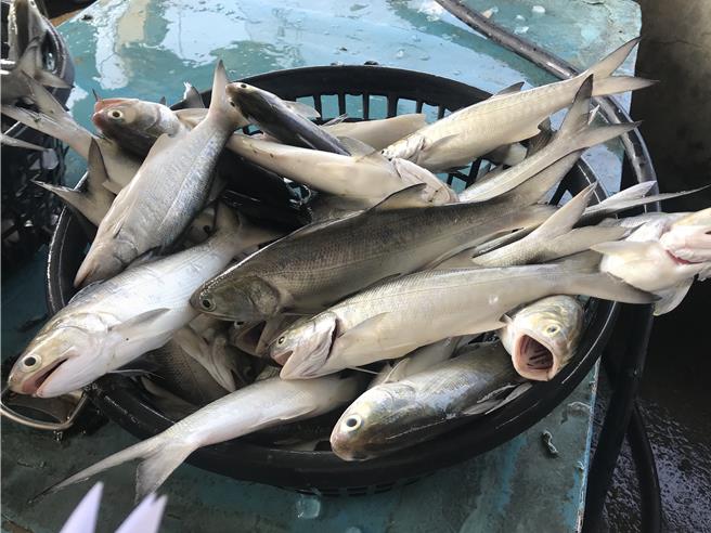 屏东4男潜进私人鱼塭偷钓鱼，遭法院判刑后，若全都选择易科罚金，偷钓7条午仔鱼的代价需花47万元解决。图为午仔鱼。（谢佳潾摄）