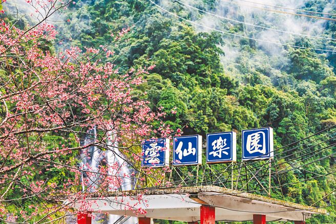 每年2、3月都是乌来樱花季热门时节，而乌来云仙乐园更是适合阖家赏樱花季同游的好去处。（云仙乐园提供）
