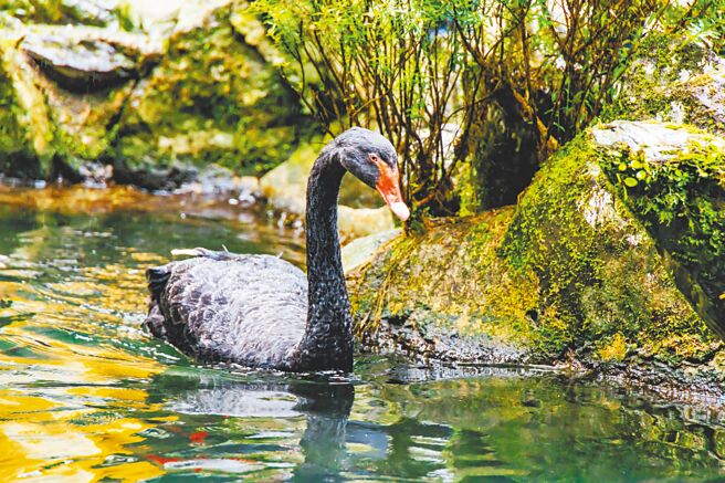 云仙乐园生态丰富，可见到黑天鹅悠游水中。（云仙乐园提供）