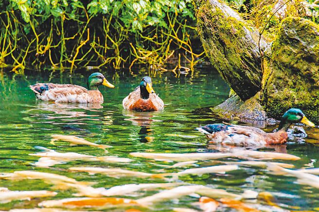云仙乐园近年转型为「生态保育」为主的环境教育设施场所，图为绿头鸭。（云仙乐园提供）