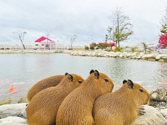 L行旅-秘密花園是台東人氣打卡景點，可與水豚君等動物互動。（L行旅-秘密花園提供）
