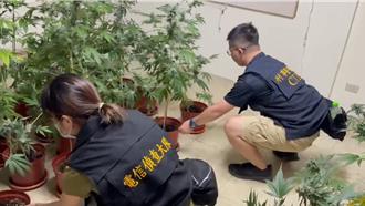 利用水電專長種植大麻 暗藏手搖飲店樓上被查獲
