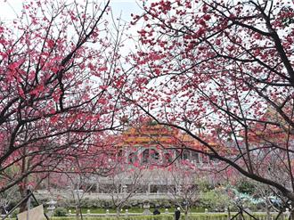 林口竹林山寺山樱绽放 吉野樱3月中接力登场