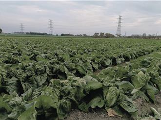 一顆白菜10元！彰化農民賠本開放自採 估下個月菜價將回穩