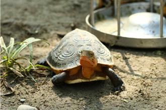 台灣原生龜有救了！觸口龜類保育園區揭牌 保育研究再升級