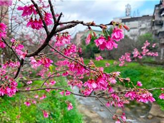 228連假出遊必看！新北交通懶人包賞櫻避塞車