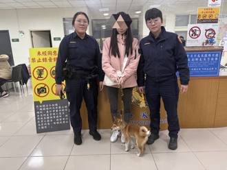 柴犬逛燈會太嗨「落跑」 熱心民眾助送警順利尋回飼主