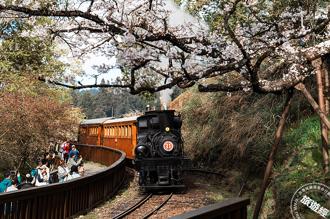 林鐵復駛後！將迎接阿里山首個花季 首航限額150名準備開搶