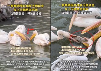 驚！鵜鶘不只吃同事 陸遊客拍下集體「霸凌幼天鵝」