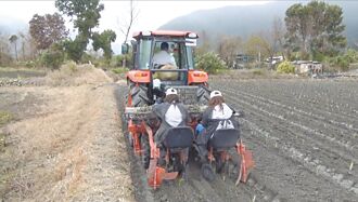 花蓮 吉安引芋苗種植機 效率增23％