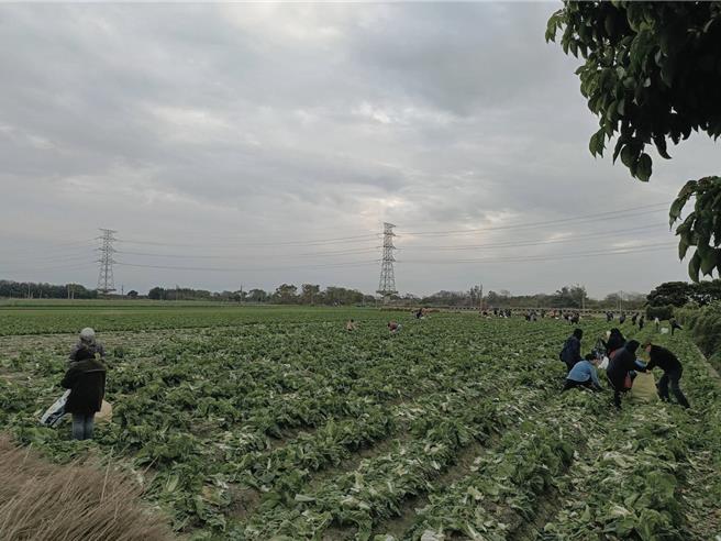 彰化县溪州乡一处农田，农民因菜价低迷，将全区包心大白菜，以自採价每颗10元，开放给民眾自行採收，吸引许多民眾到场抢便宜。（叶静美摄）