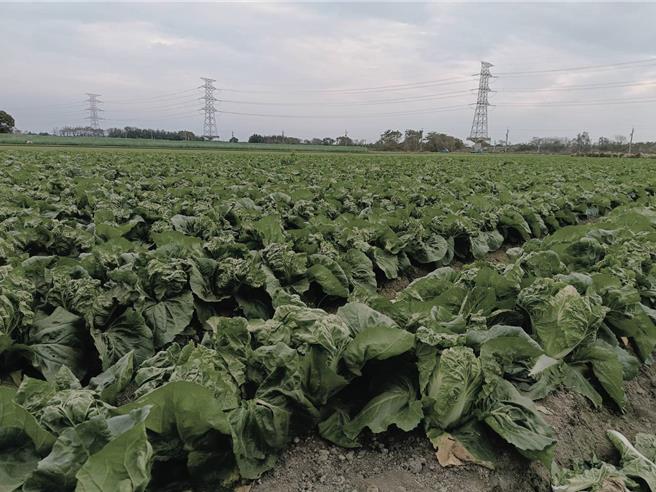 包心大白菜正值採收期，却碰到菜价低迷，让农民欲哭无涙。（叶静美摄
