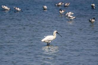 台南生态旅游 冬季滨海晒盐赏鸟正当时