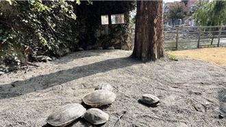 烏龜天堂變地獄！台灣龜生態園區斑龜被「曬死」 官方回應了
