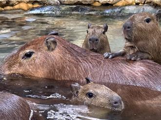 壽山動物園水豚、迷你驢添丁 見面會3月登場 推餐飲優惠還抽獎