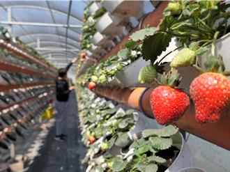 魚塭變草莓園？雲林「魚菜共生」 萬顆草莓豐收
