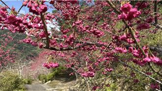 台東浸水營步道228連假恢復通行 太麻里櫻花海迎客