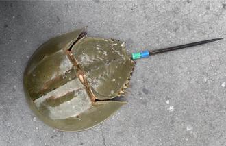 台灣首次大規模放流三棘鱟 海保署擴大調查強化保育