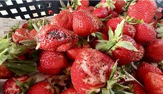 等不到228採果潮！國姓草莓遇雨水傷慘重 農友忙清園