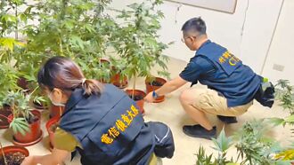 飲料店竊電種大麻 黑市破億