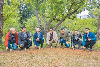 60年老梅樹罹病腐朽 清大搶救