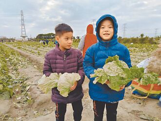 民眾下田 搶採10元包心大白菜